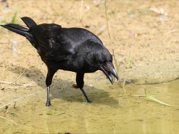 Zwarte kraai (Corvus corone)